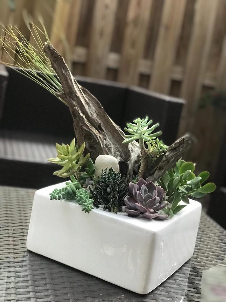 KNIKGLASS Piante grasse artificiali in vaso marimo terrario con luce LED  bianca, design in sughero, piante finte in miniatura, cactus finto bonsai  in vaso, decorazione per interni e desktop per : 