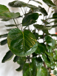 Aralia Fabian Stump Kokedama