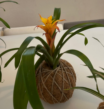 Load image into Gallery viewer, Bromeliad Guzmania Kokedama - amarilla o roja