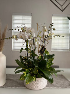 Orchids Arrangements 6