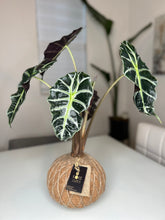 Load image into Gallery viewer, Alocasia Amazónica Polly, African Mask Kokedama