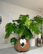 Load image into Gallery viewer, Monstera kokedama