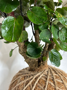 Aralia Fabian Stump Kokedama