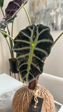 Load image into Gallery viewer, Alocasia Amazónica Polly, African Mask Kokedama