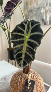 Alocasia Amazónica Polly, African Mask Kokedama