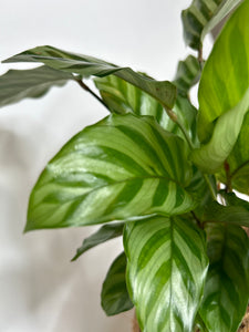 Calathea Concinna Freddie Kokedama