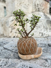 Load image into Gallery viewer, Jade, Dwarf  Kokedama (Portulacaria afra)