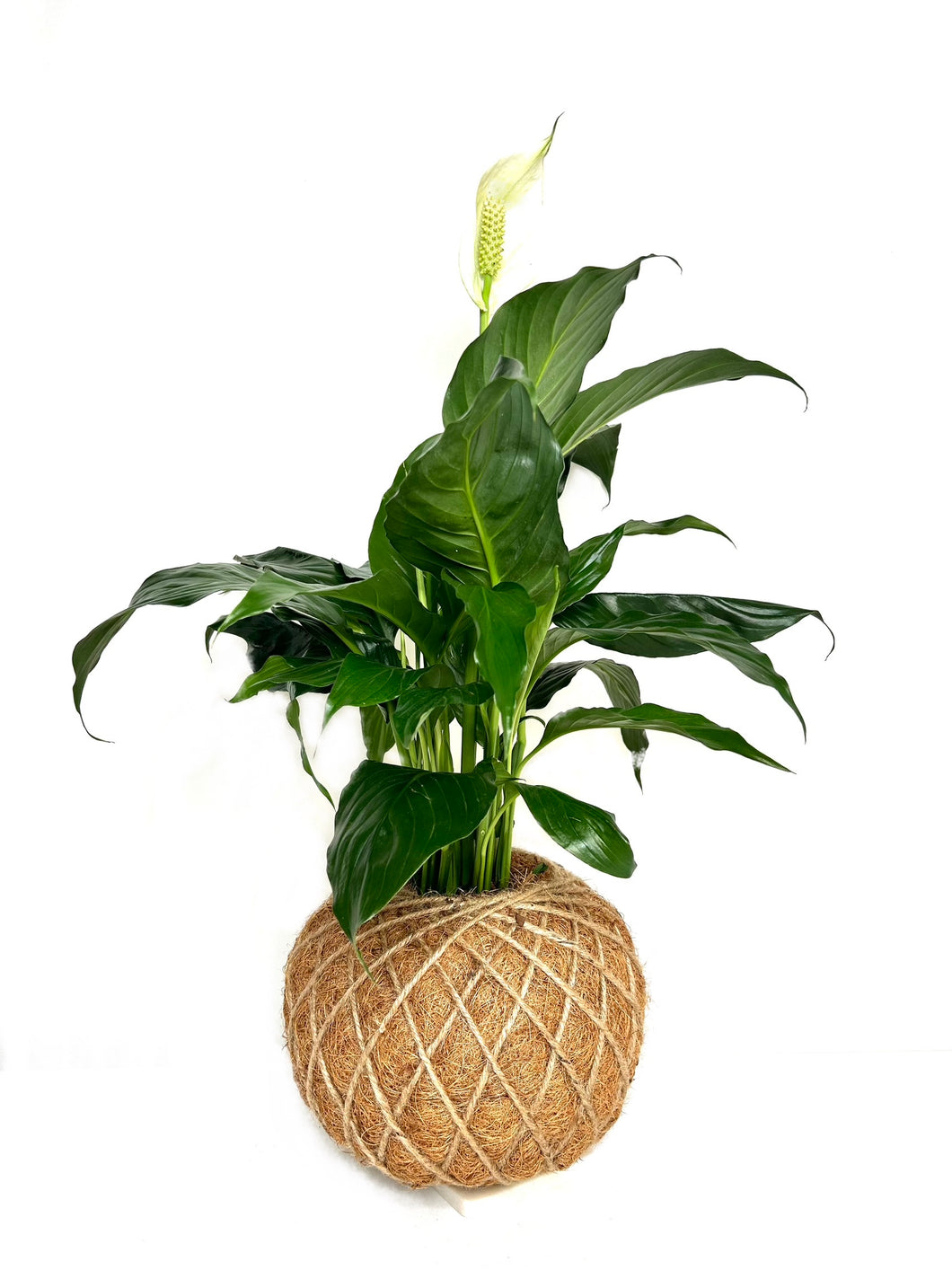 Peace Lily Plant Kokedama Spathiphyllum