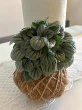 Load image into Gallery viewer, Peperomia Frost Kokedama