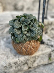 Peperomia Frost Kokedama