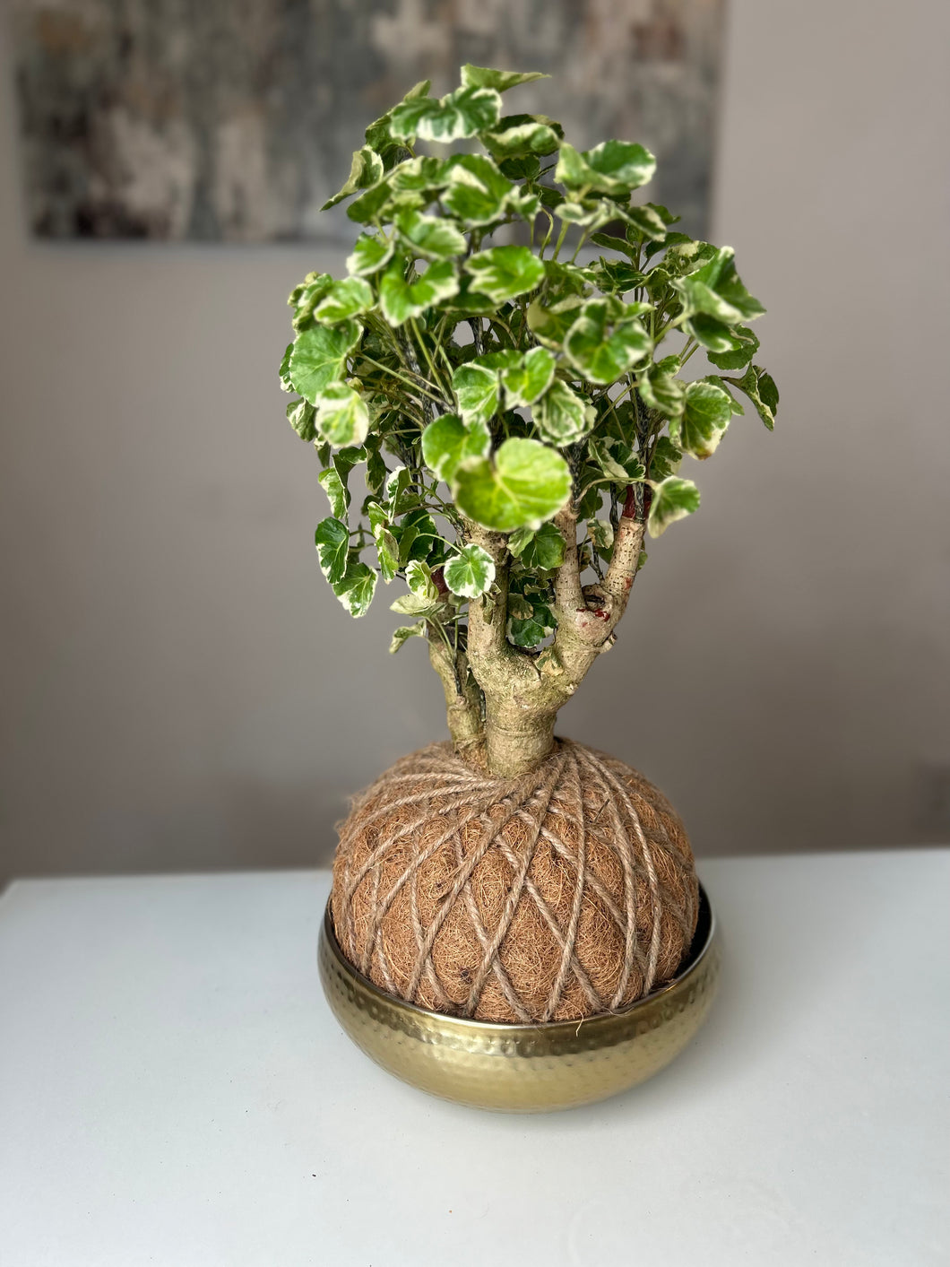 Aralia Balfouriana, Polyscias Kokedama