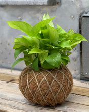 Load image into Gallery viewer, Pothos Kokedama