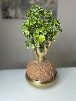 Aralia Balfouriana, Polyscias Kokedama