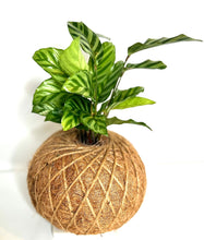 Load image into Gallery viewer, Calathea Concinna Freddie Kokedama