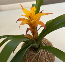 Load image into Gallery viewer, Bromeliad Guzmania Kokedama - amarilla o roja