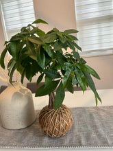 Load image into Gallery viewer, Money Tree Plant Kokedama