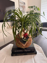 Load image into Gallery viewer, Ponytail Palm - Beaucarnea recurvata - Palma Botella Kokedama