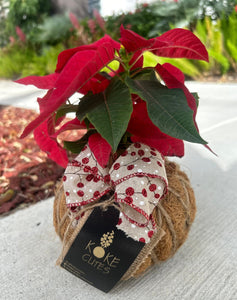 Poinsettia Plant Kokedama