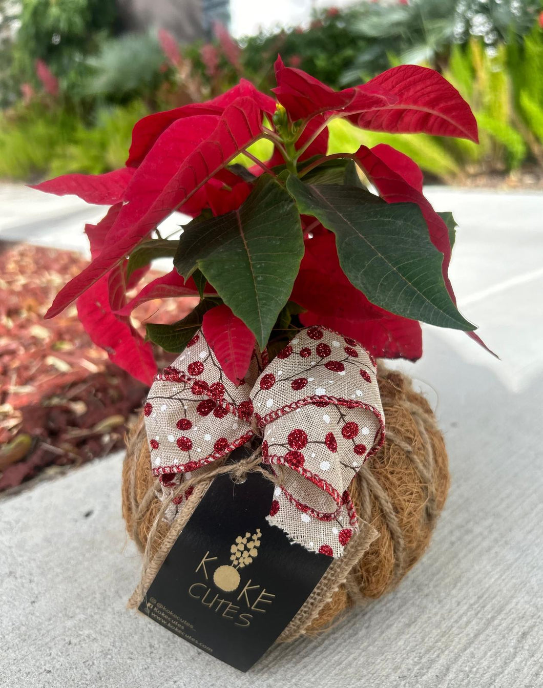 Poinsettia Plant Kokedama