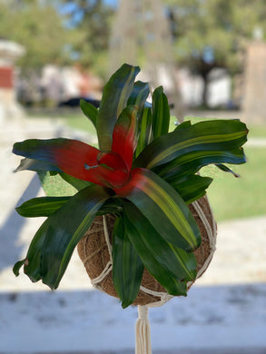 Bromeliad Neoregelia ”Autumn Rain” Kokedama