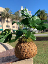 Load image into Gallery viewer, Monstera kokedama