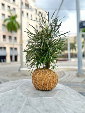 Aralia / False Aralia Kokedama