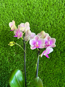 Small Phalaenopsis Orchid Kokedama