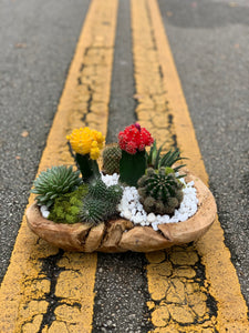 Succulent Garden in a Wood Pot Rustic