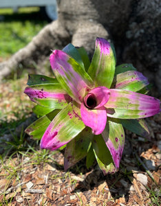 Bromelia Neoregelia Sibella Kokedama