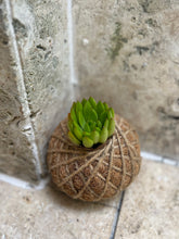 Load image into Gallery viewer, Succulent Arrangement Kokedama