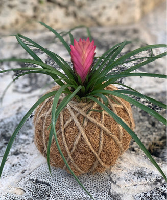 Pink Quill, Tillandsia cyanea Kokedama - Pink Quill plant.