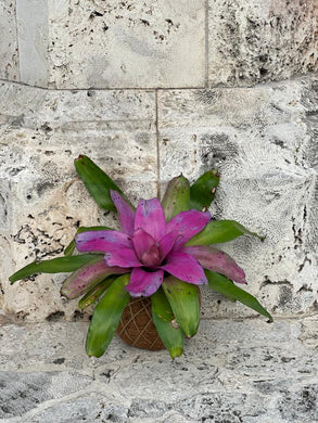 Bromelia Neoregelia Sibella Kokedama