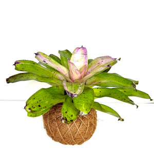 Bromeliad Neoregelia Sibella Kokedama