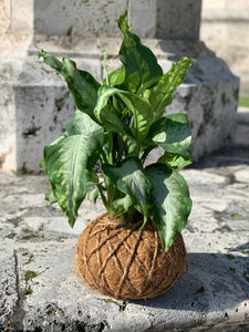 Aglaonema Chinese Silver Bay Kokedama