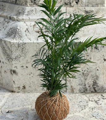 Neanthe Bella Palm Kokedama