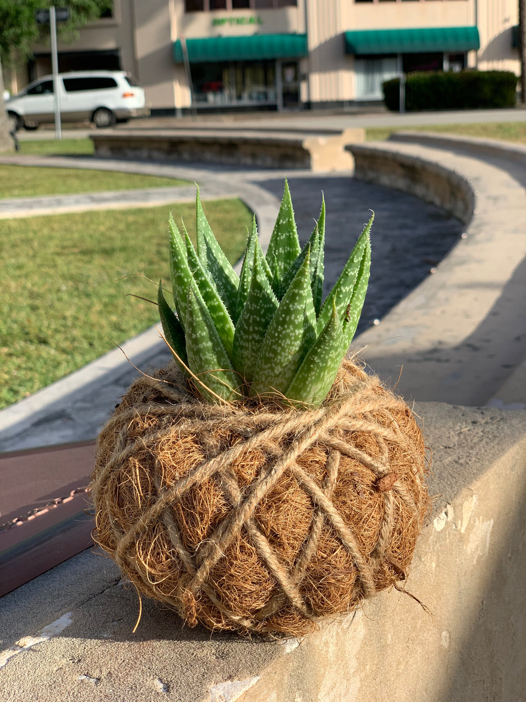 Haworthia Fasciata 'Zebra Haworthia