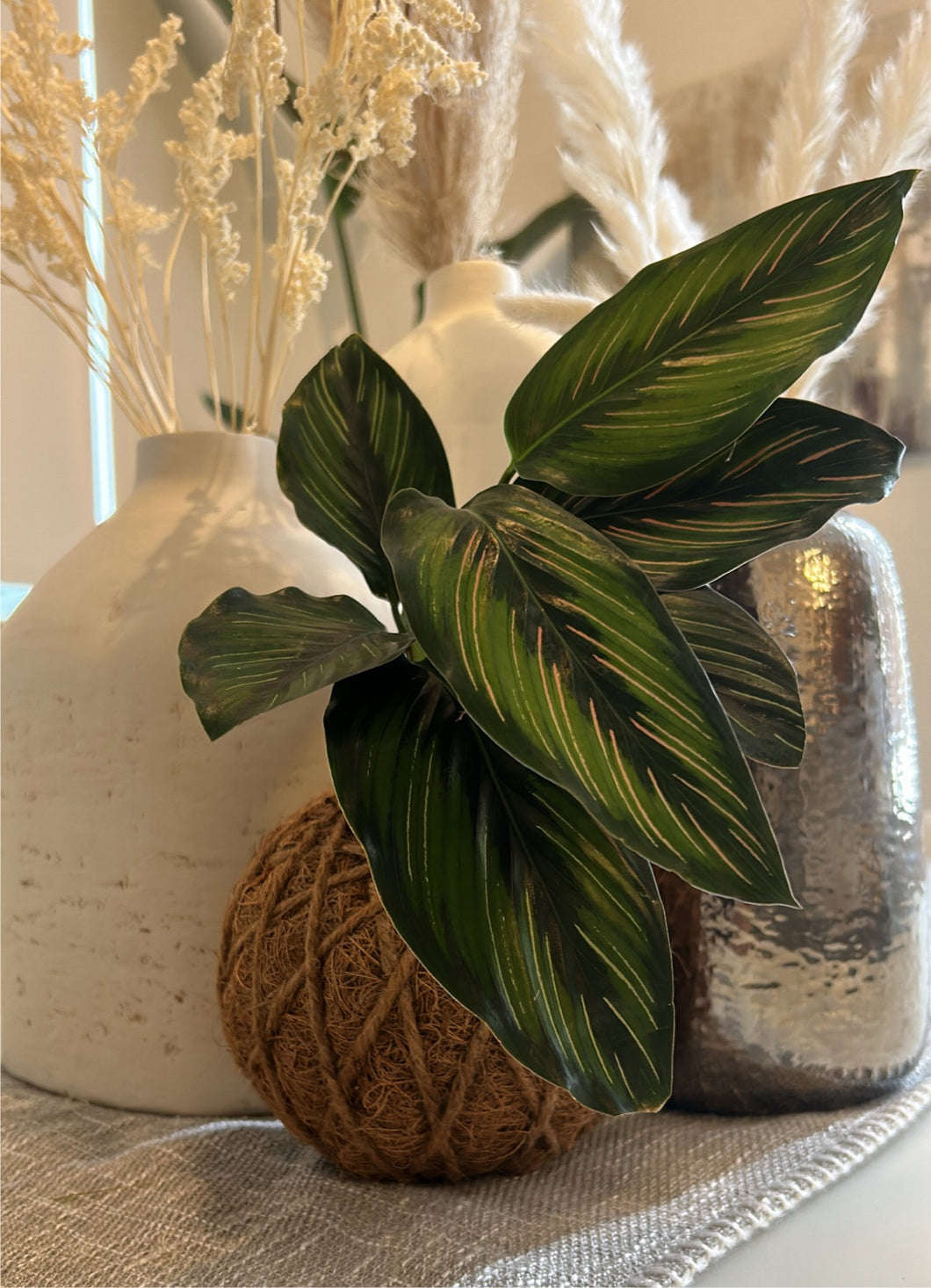 Calathea Beauty Star