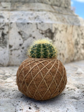 Load image into Gallery viewer, Cactus Golden Barrel Kokedama