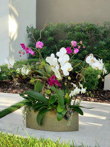 Orchids Arrangement