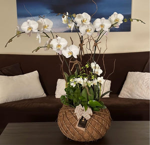 Orchids White Kokedama