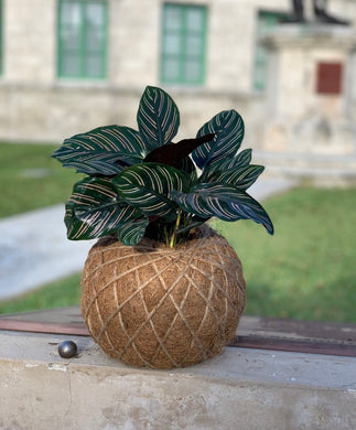 Calathea Ornata Kokedama