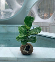 Load image into Gallery viewer, Fiddle Leaf Fig Kokedama / Ficus Lyrata