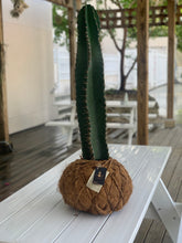 Load image into Gallery viewer, Cactus Cereus Peruvianus Kokedamas