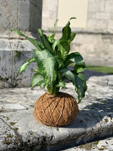 Load image into Gallery viewer, Aglaonema Chinese Silver Bay Kokedama