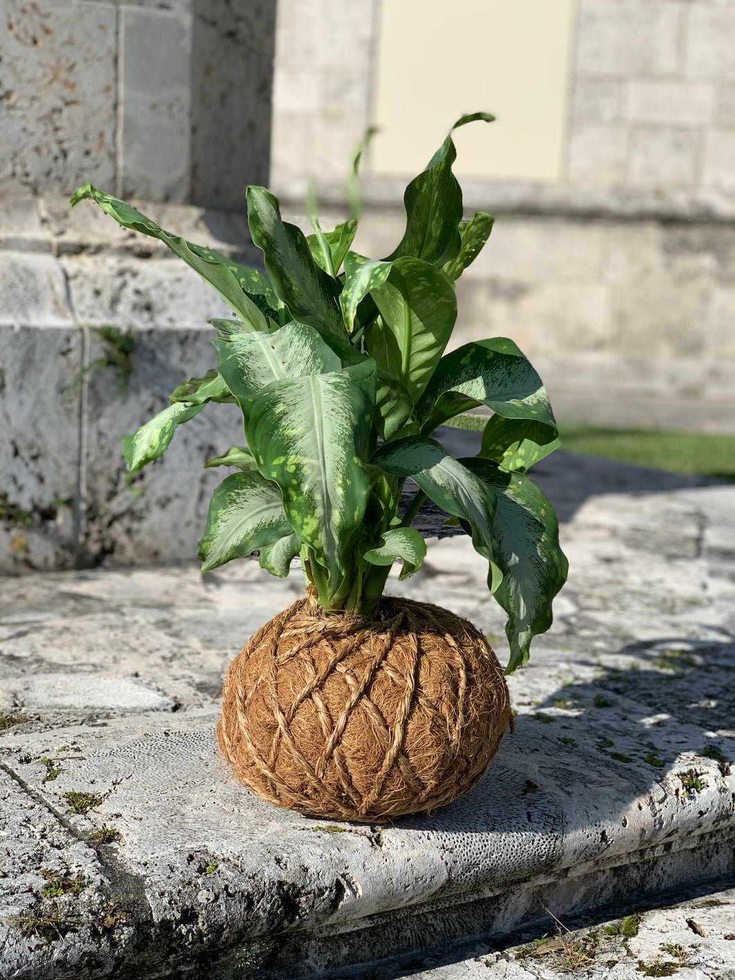 Aglaonema Chinese Silver Bay Kokedama