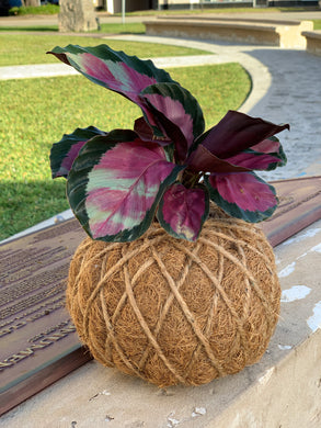 Calathea Roseopicta Mini Kokedama