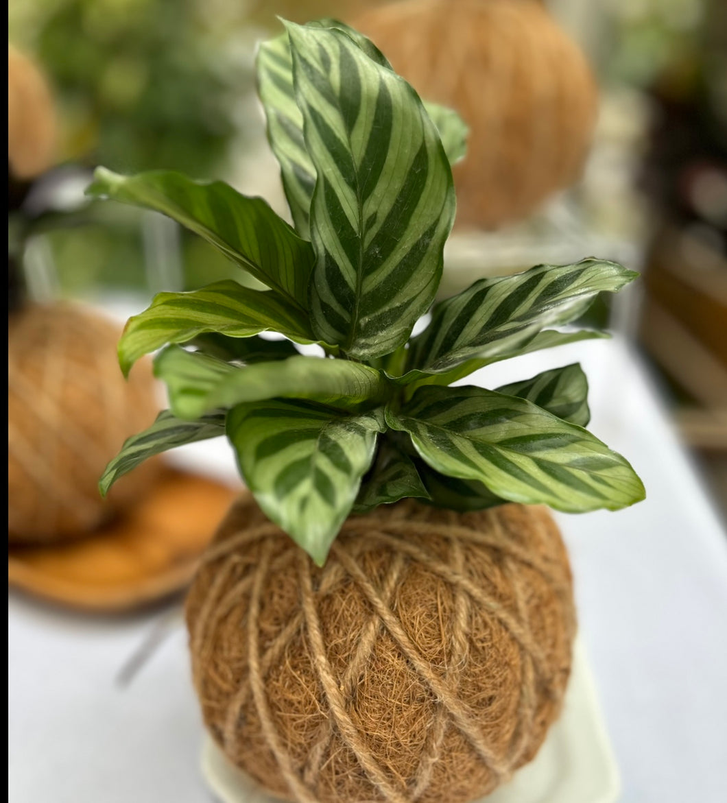 Calathea Concinna Freddie Kokedama