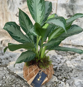 Aglaonema Chinese Evergreen Kokedama