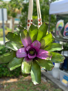 Bromelia Neoregelia Sibella Kokedama