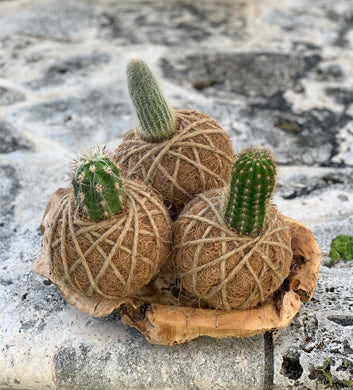 Cactus Plant Kokedama